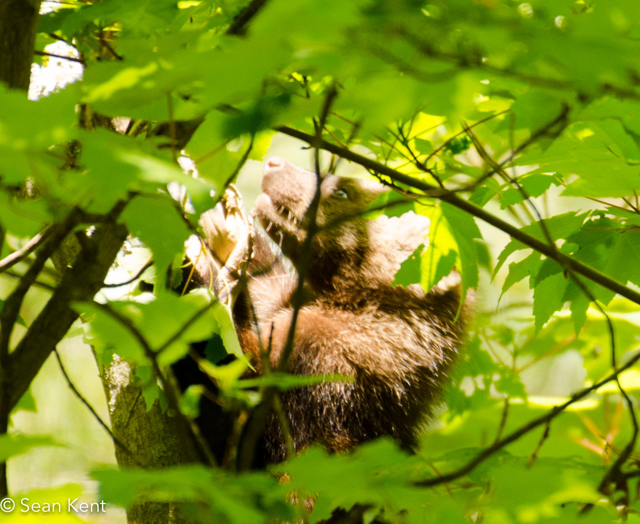 Blooming slippers, climbing fishers, swooping swallows, and more