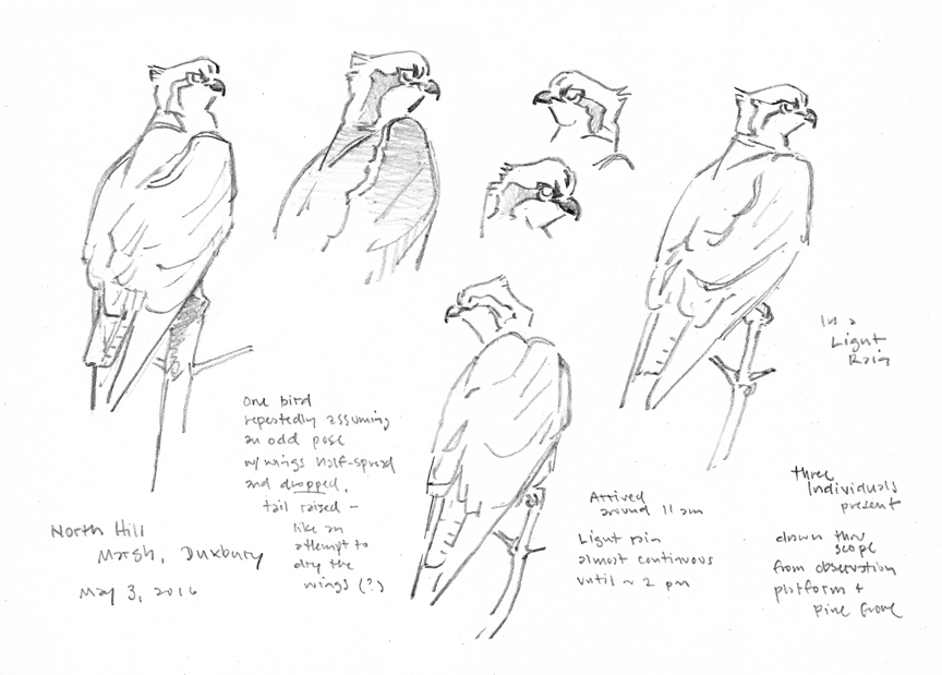 Osprey Pencil Studies - North Hill Marsh - at 72 dpi