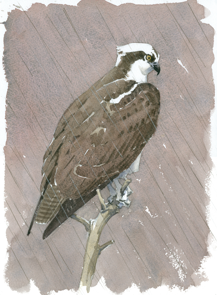 Osprey in the Rain - at 72 dpi REVISED