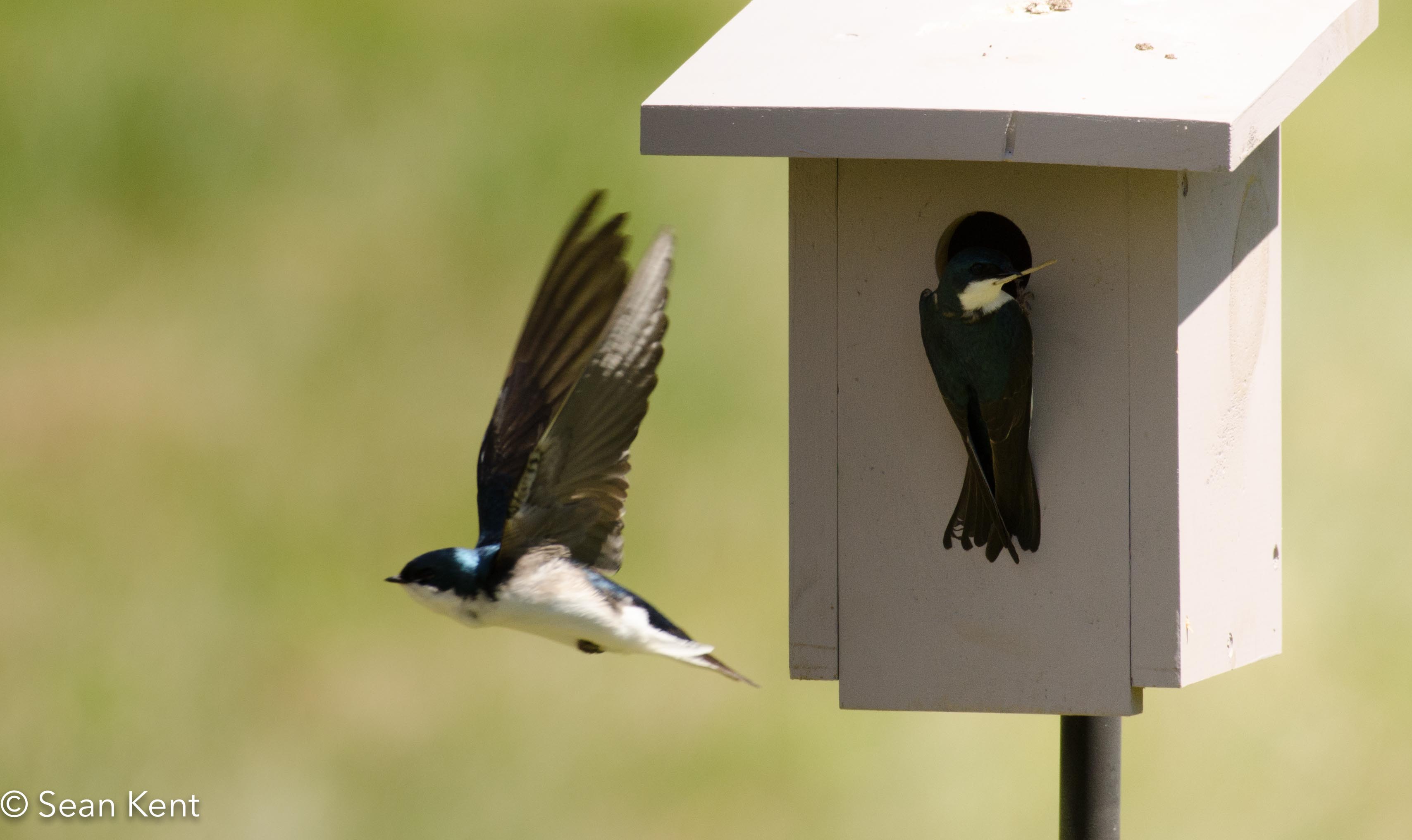 Blooming slippers, climbing fishers, swooping swallows, and more