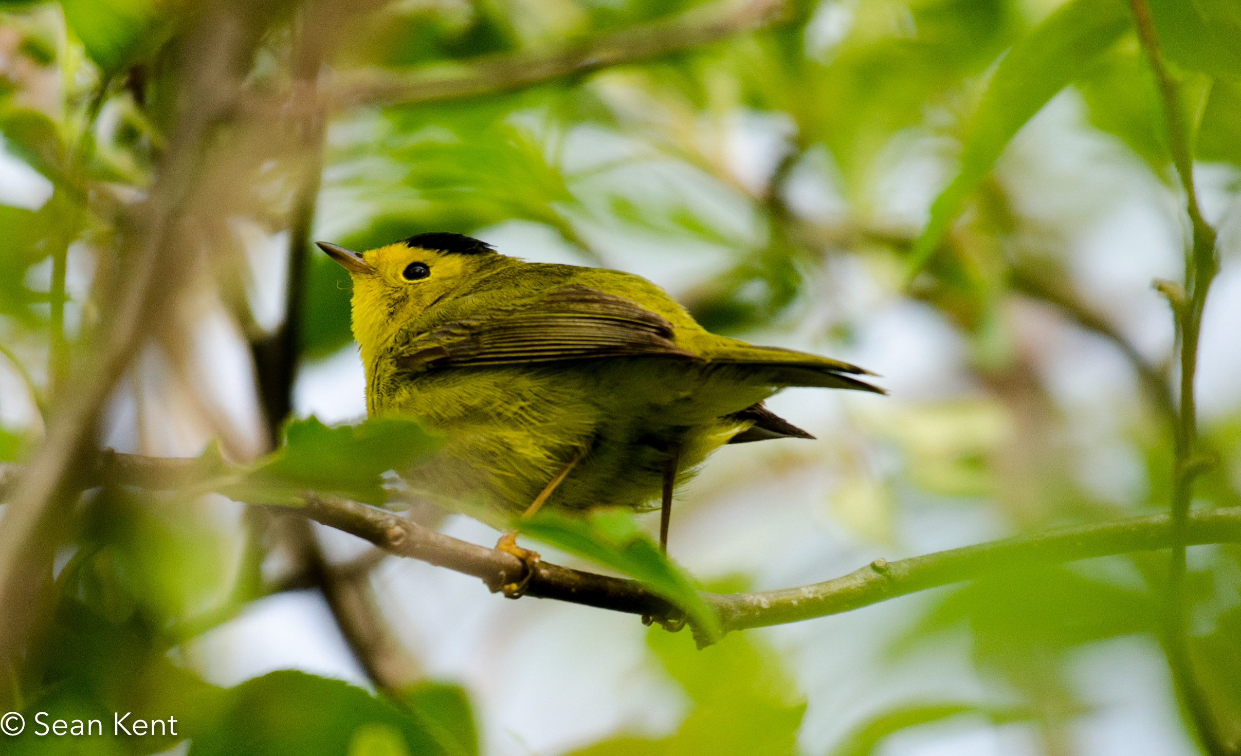 Blooming slippers, climbing fishers, swooping swallows, and more