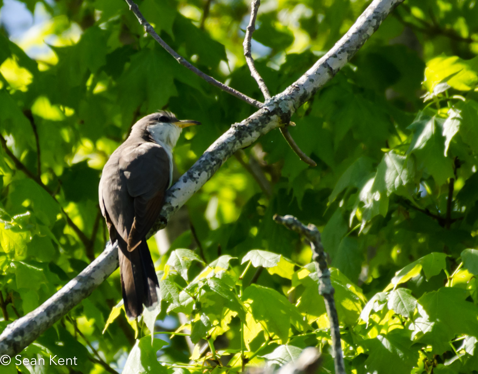 YellowBilledCuckoo-1