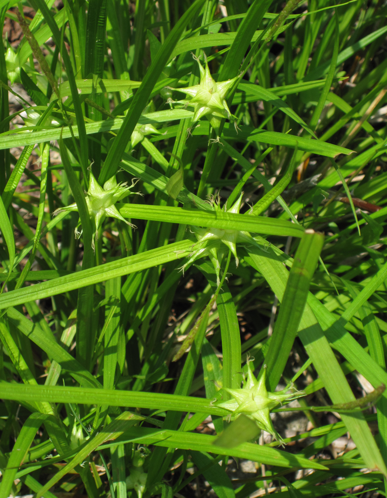 Bladder Sedge - at 72 dpi