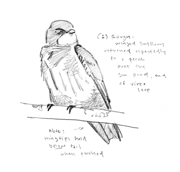 Rough-winged Swallow sketch - at 72 dpi