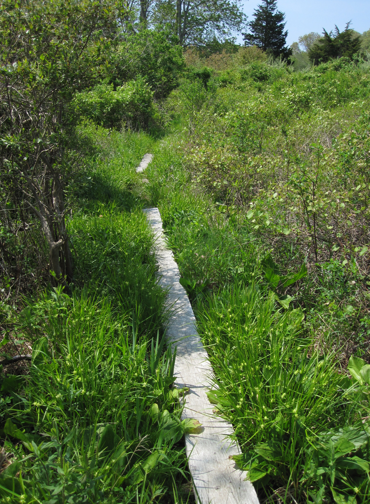 Wetland on Quansett Trail, Allens Pond - at 72 dpi