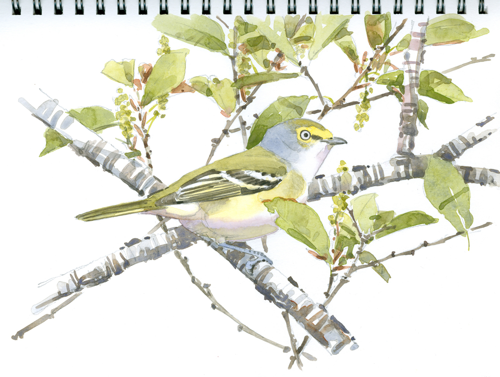 White-eyed Vireo in Cherry - at 72 dpi