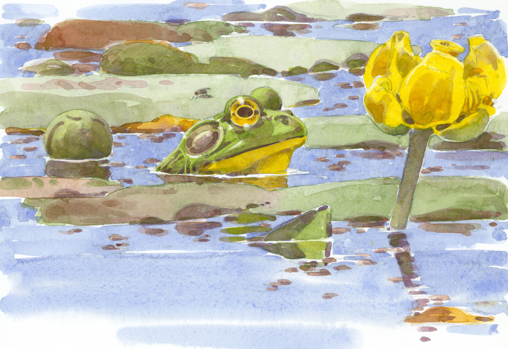 Bullfrog and Spatterdock - at 72 dpi, cropped