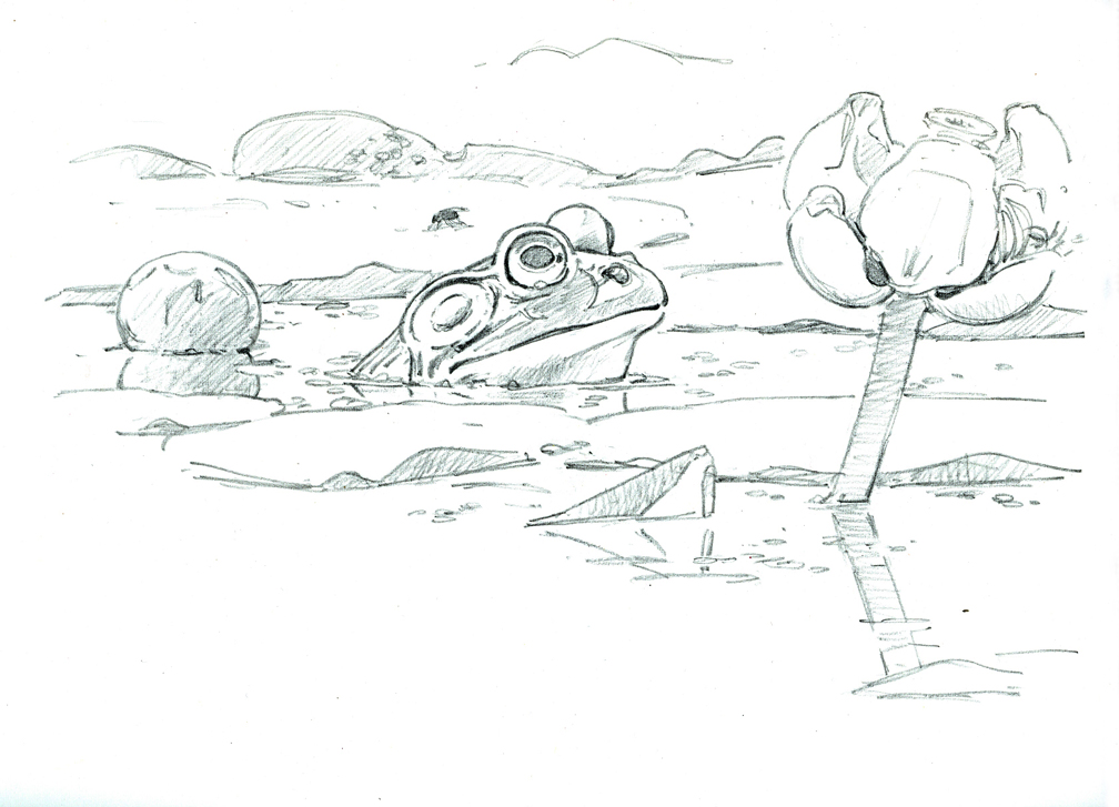 Bullfrog and Spatterdock - drawing at 72 dpi