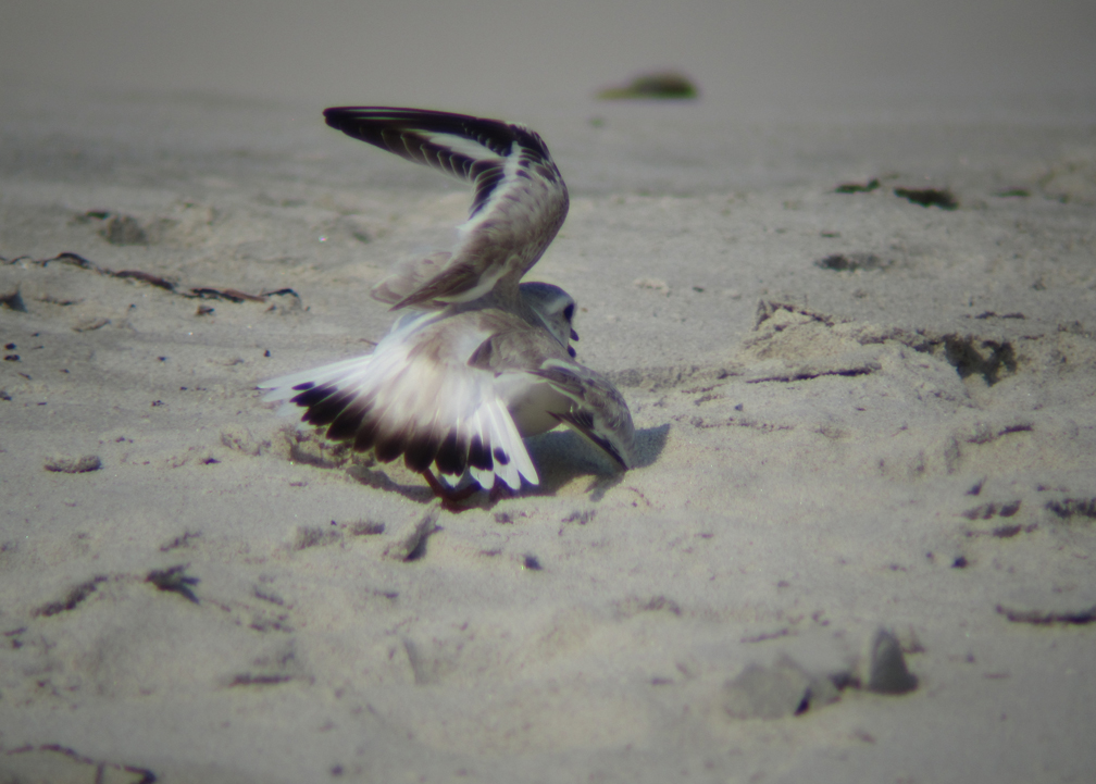 Piping Plover Distraction Display - at 72 dpi