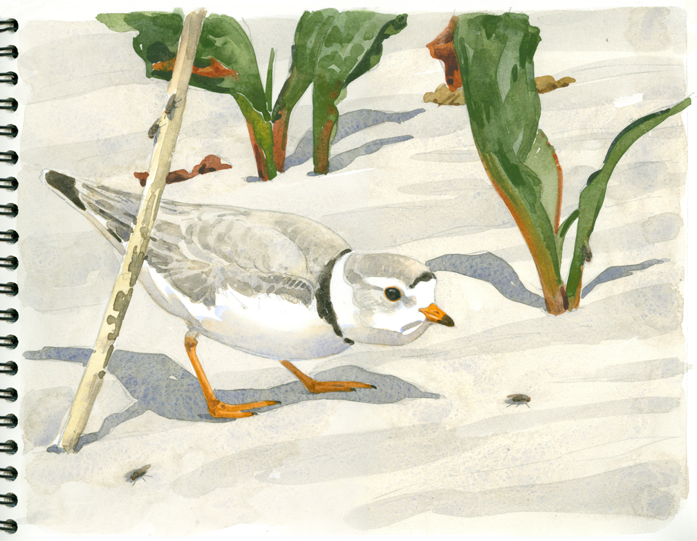 Piping Plover and Shore Flies - at 72 dpi