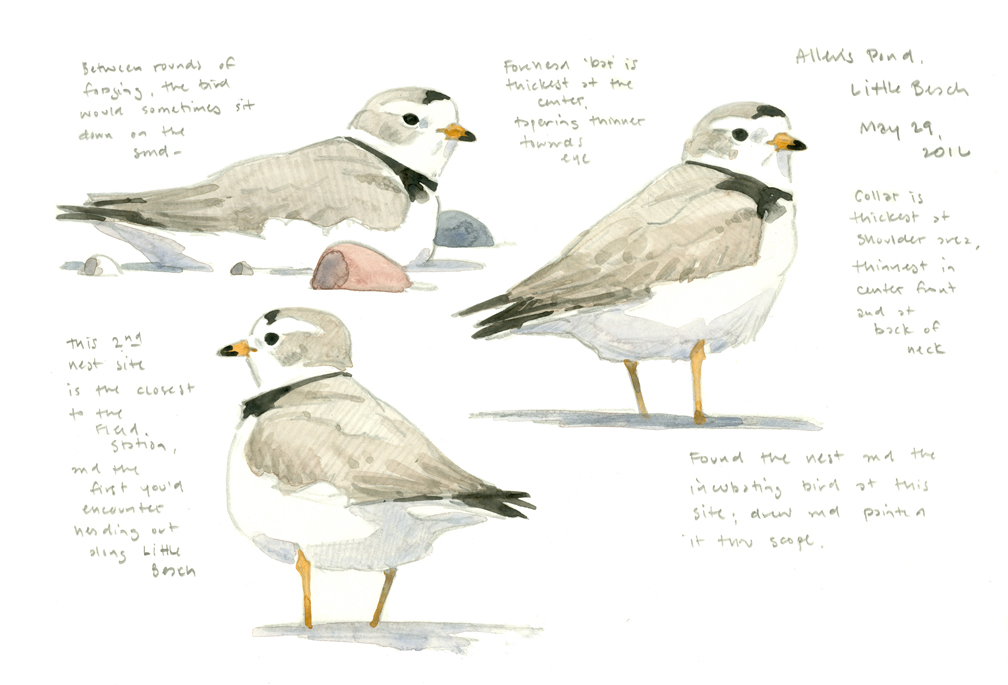 Piping Plovers sketchbook page dropout - at 72 dpi