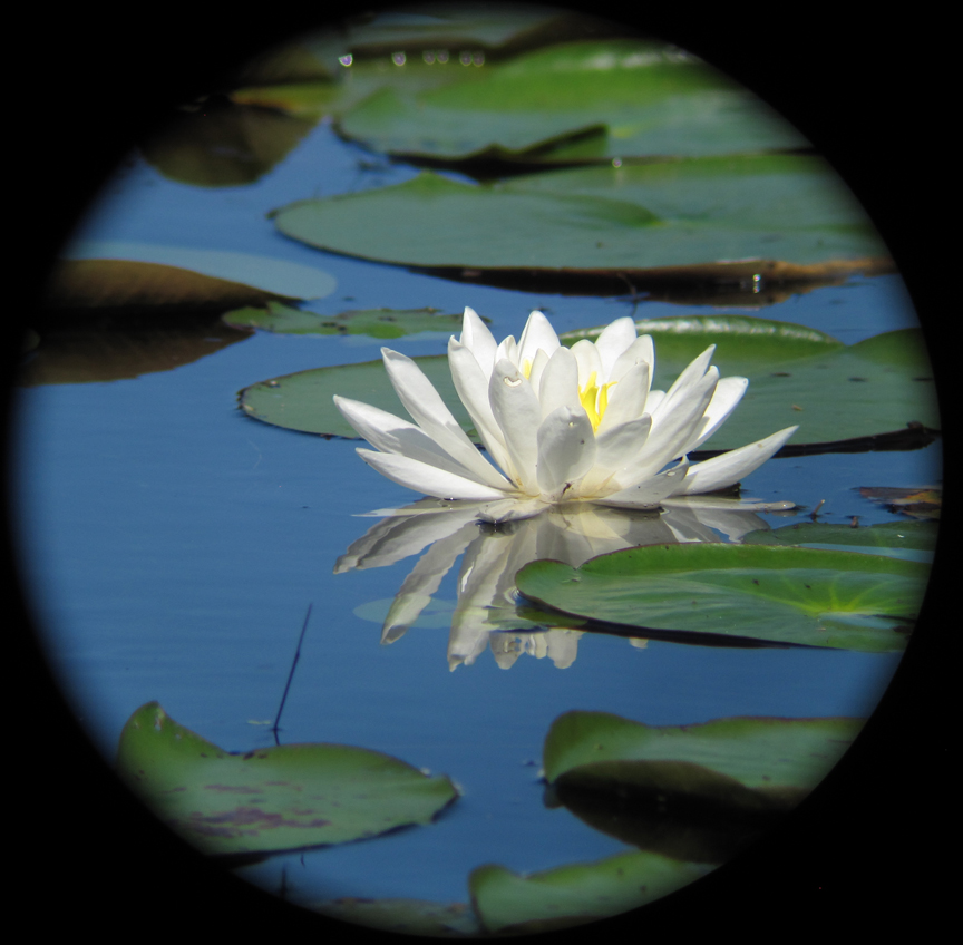 Pink water lily, green lily pads. VanDusen Botanical