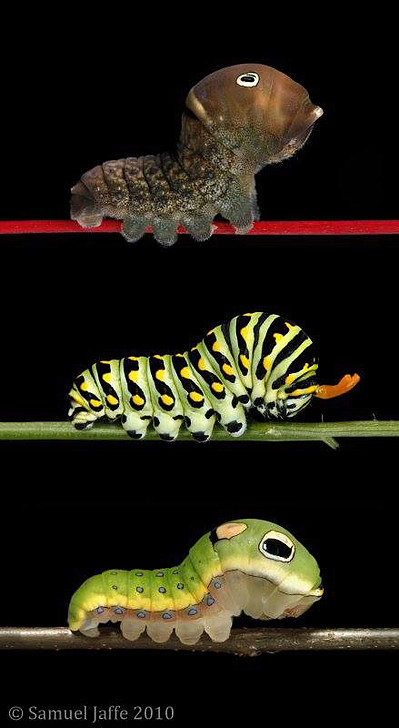 Sam Jaffe's photograph of a Eastern Tiger Swallowtail (Top), Black Swallowtail (Middle), and Spicebush Swallowtail (Bottom). Learn more at: http://www.thecaterpillarlab.org/single-post/2015/12/01/SPICEBUSH-SWALLOWTAIL