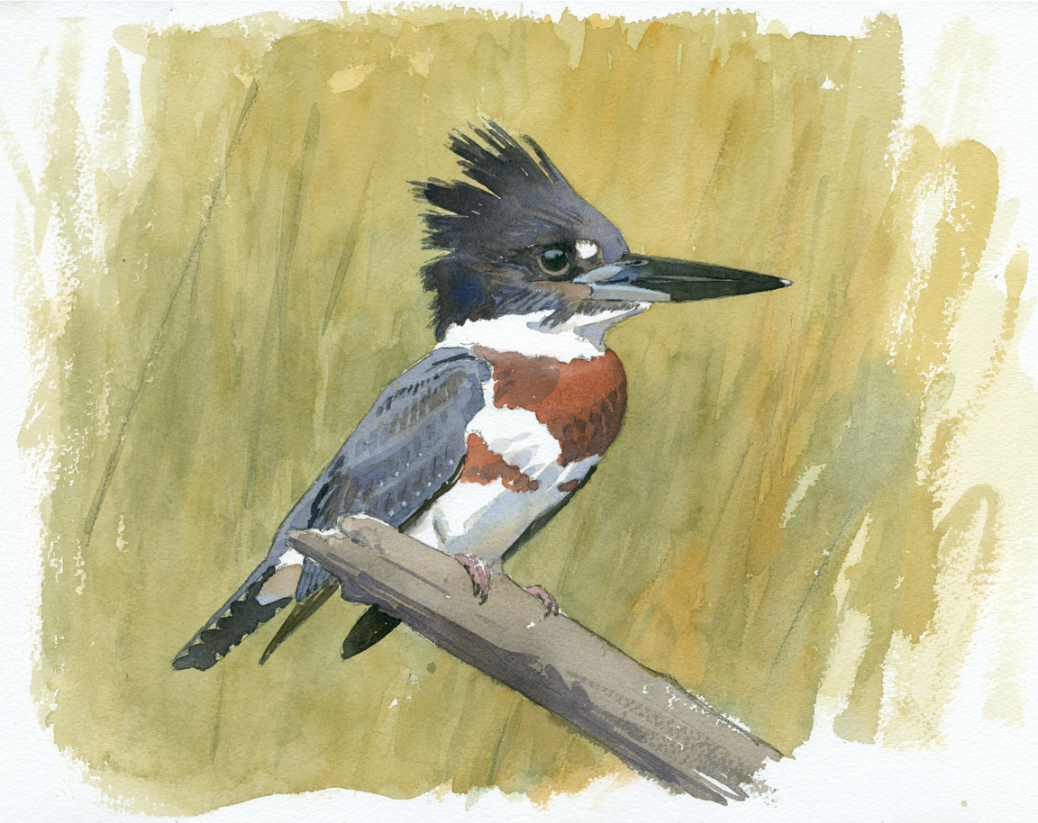 kingfisher-at-wellfleet-bay-at-72-dpi