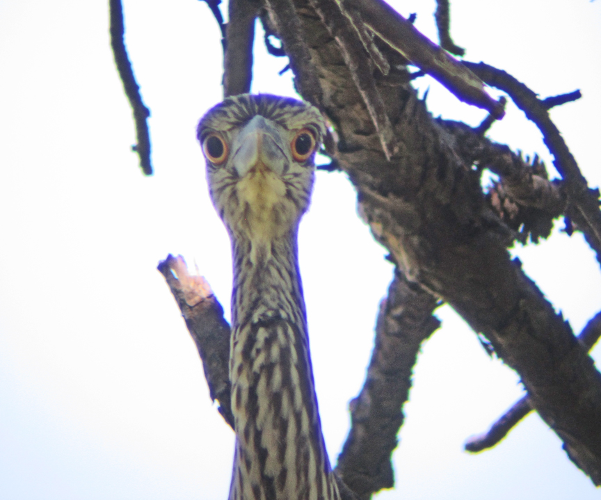 y-c-night-heron-wellfleet-at-72-dpi