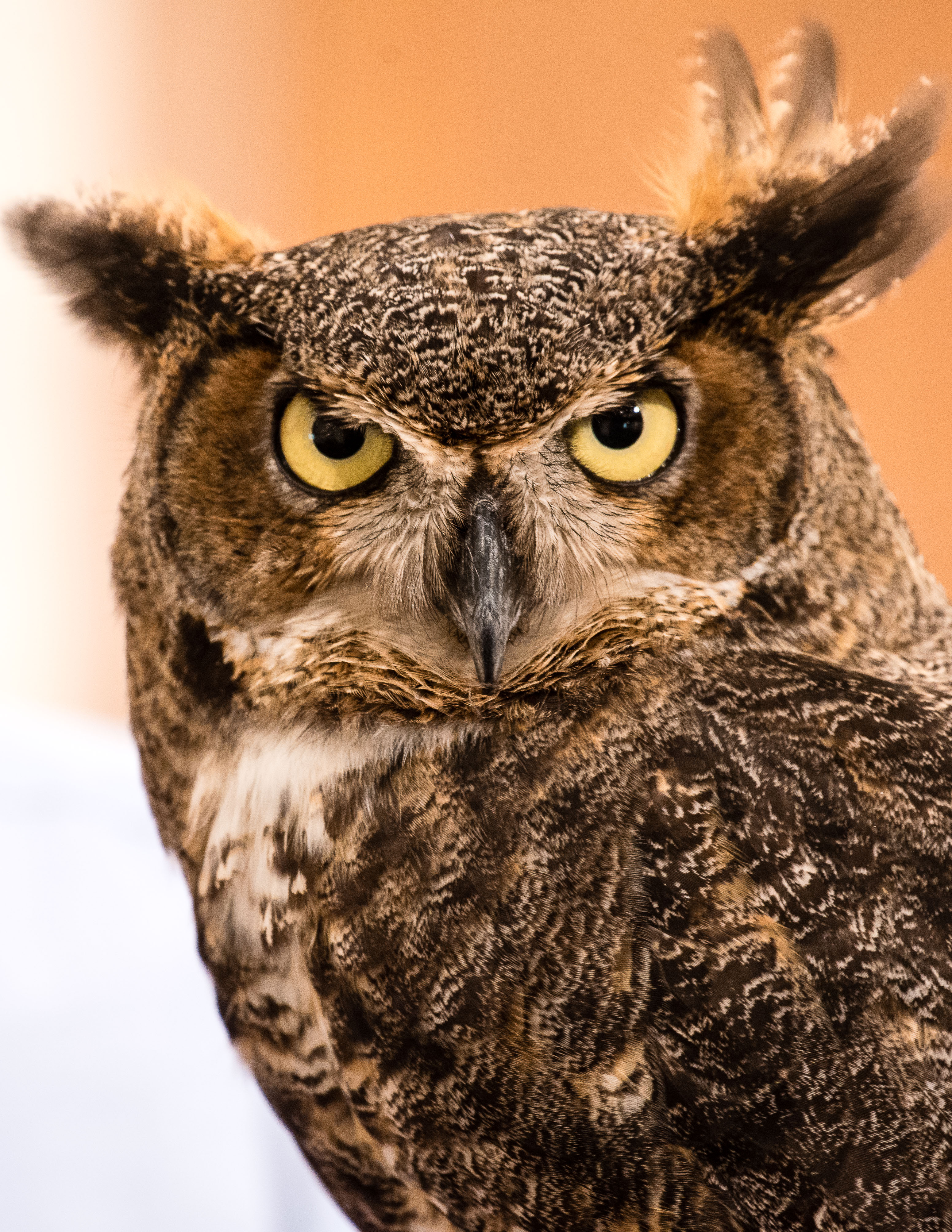 Owls Live Festival On March 24 1 4pm Taking Flight Owls Live Festival On March 24 1 4pm Taking Flight