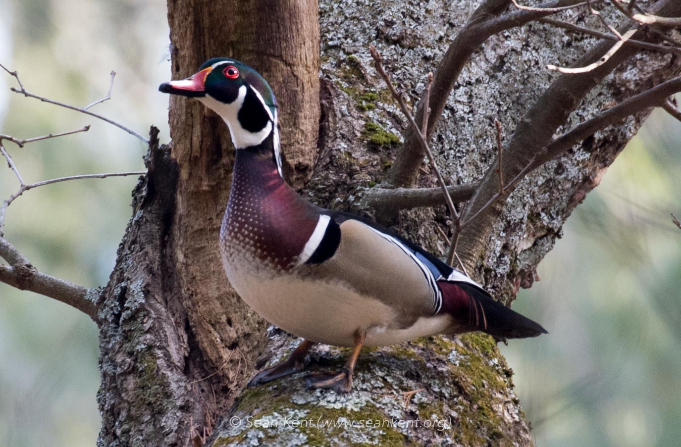 Wood Ducks…Nature in a minute Taking Flight