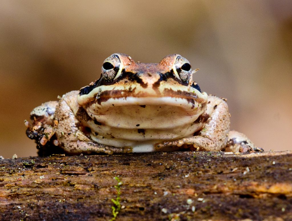 wood-frogs-of-our-vernal-pool-nature-in-a-minute-taking-flight