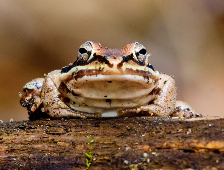 Wood frogs of our vernal pool…Nature in a minute | Taking Flight