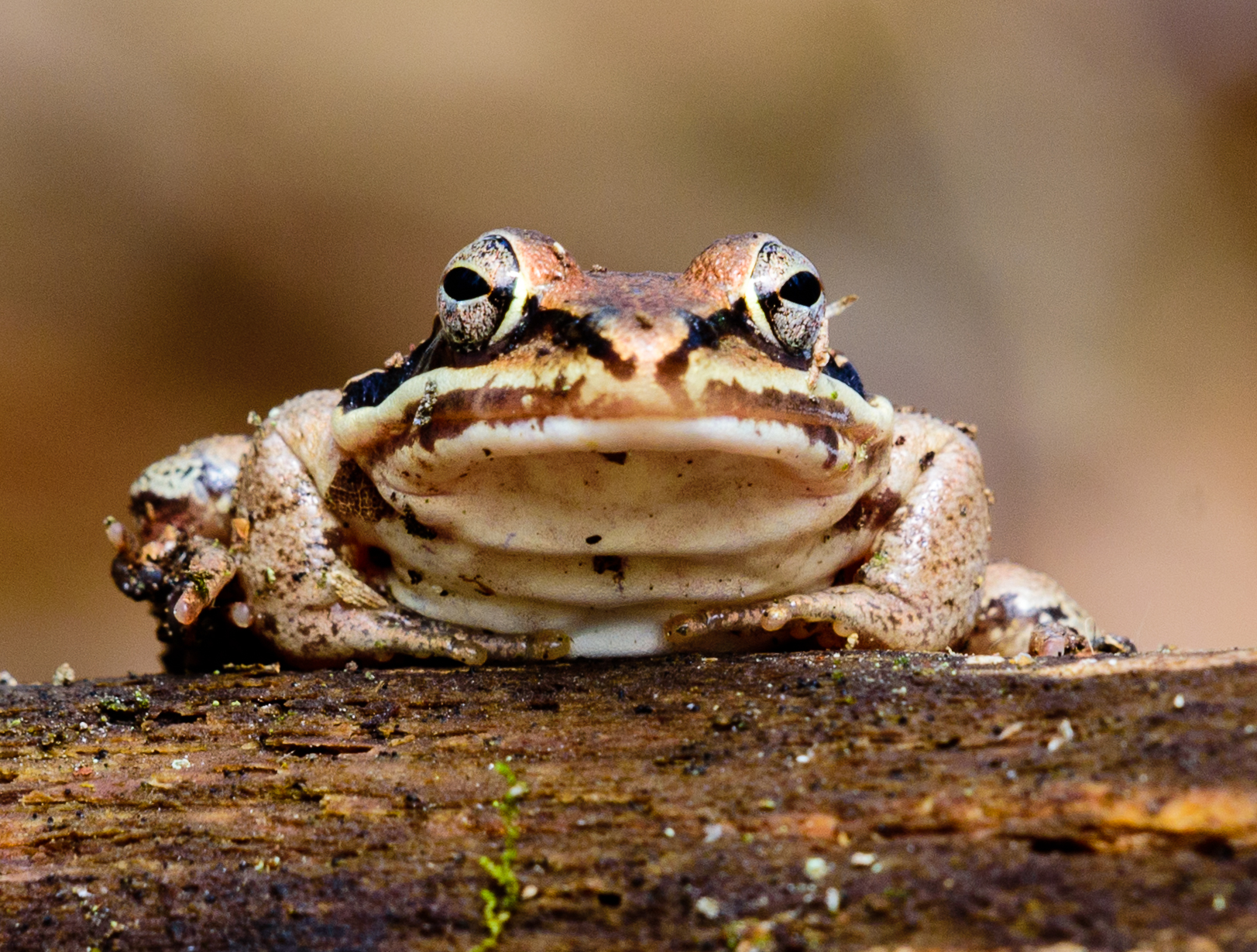 Wood frogs of our vernal pool…Nature in a minute