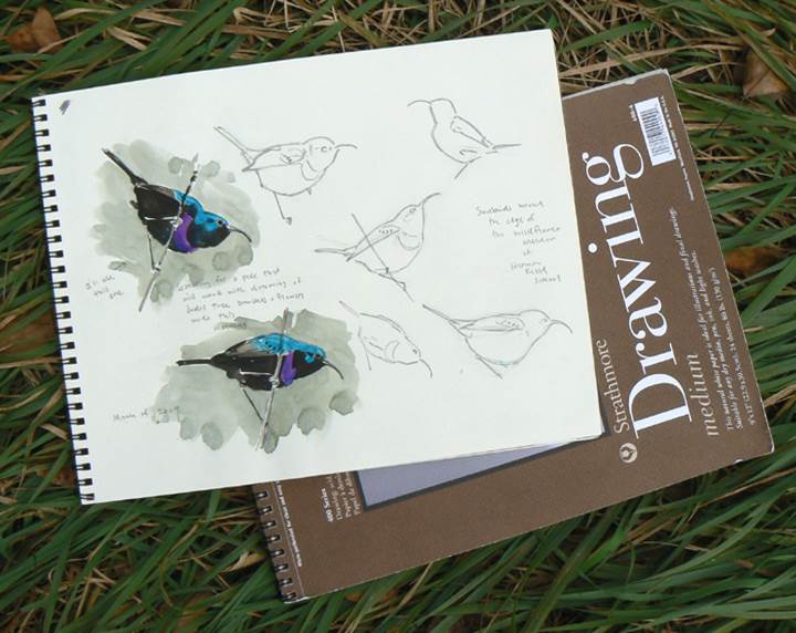 Nature's Sketchbook Journals 8
