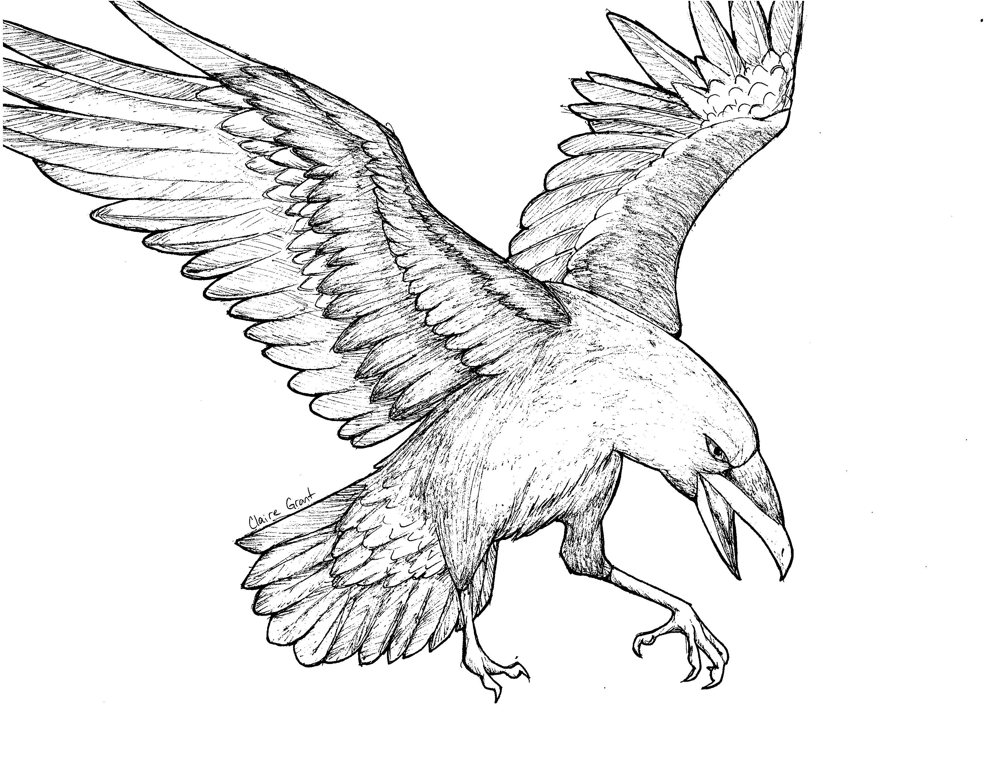 ravens flying drawing