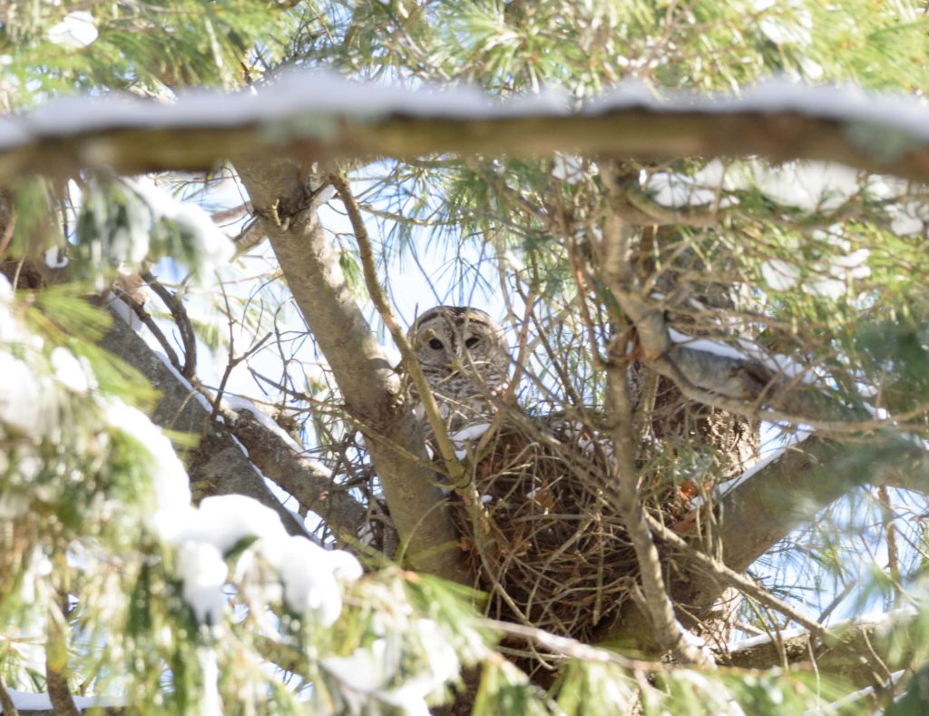 barred owl nest