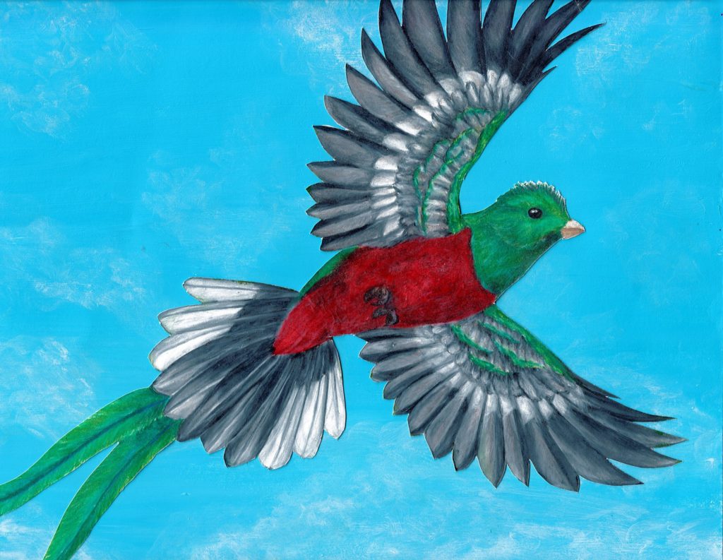 quetzal flying drawing