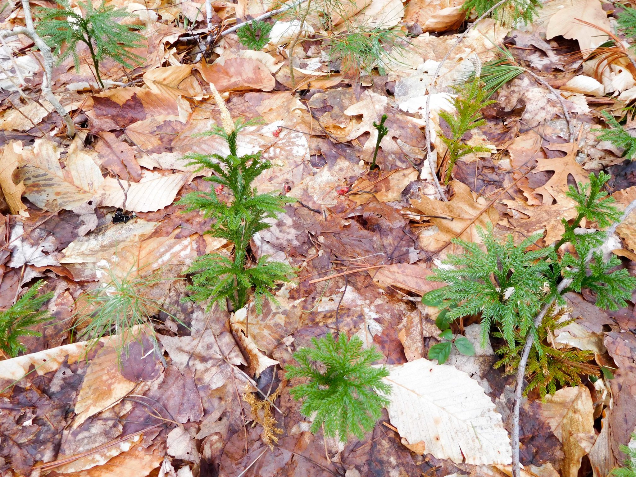 nature-in-a-minute-ancient-plant-taking-flight