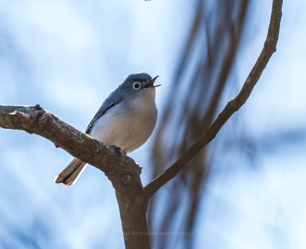 Nature in a Minute – Blue-gray Gnatcatcher