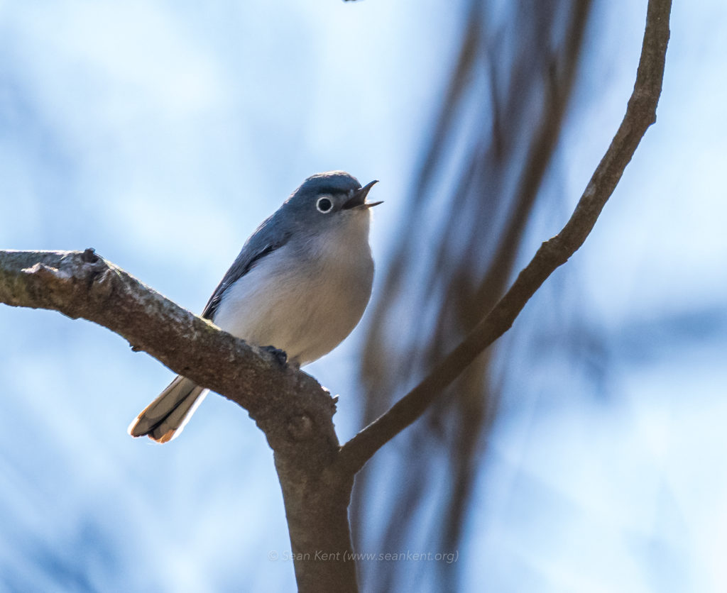 Blue-grey Gnatcatcher staring me down. I just love their angry little faces  🥰 seen near Chicago! : r/birding