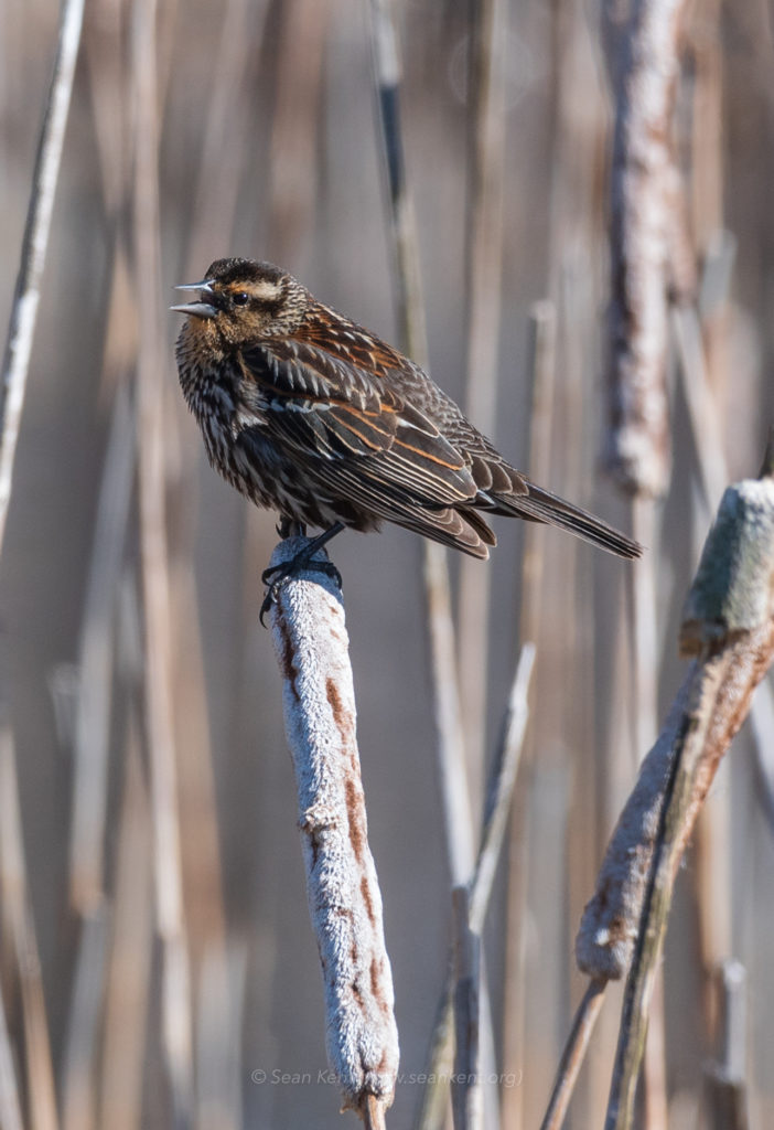 Red-winged Blackbird Identification, All About Birds, Cornell Lab of  Ornithology