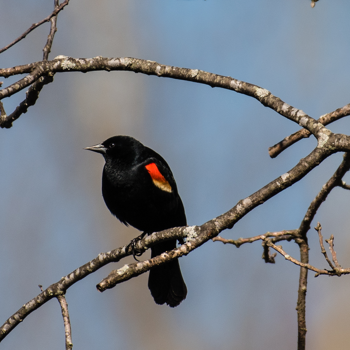 Red-winged Blackbird Identification, All About Birds, Cornell Lab of  Ornithology