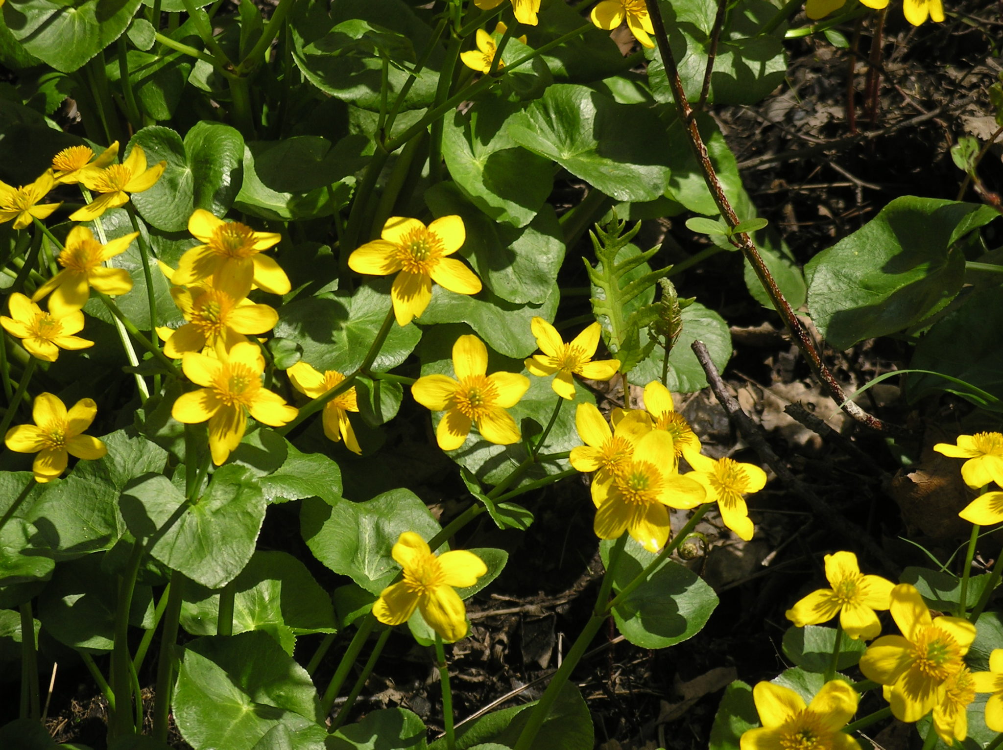 marsh marigold Taking Flight