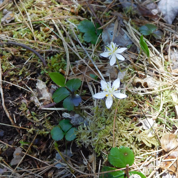 Which comes first — leaf or blossom?