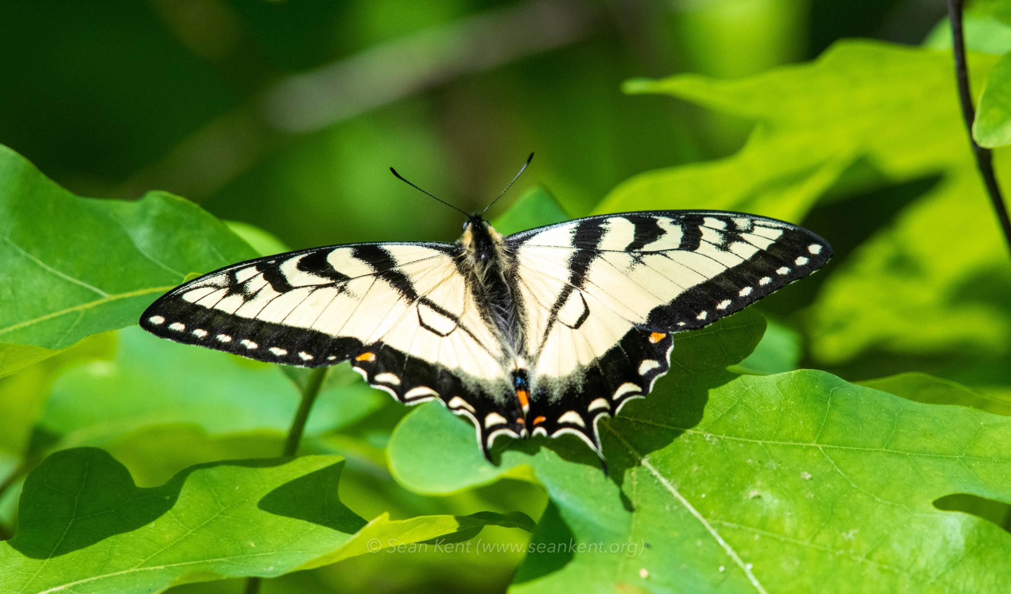 Eastern Tiger Swallowtail | Taking Flight