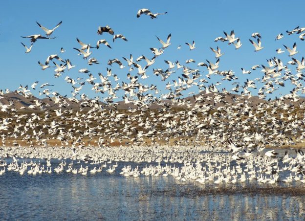 Snow and Ross’s Geese - Liftoff at Bosque del Apache NWR