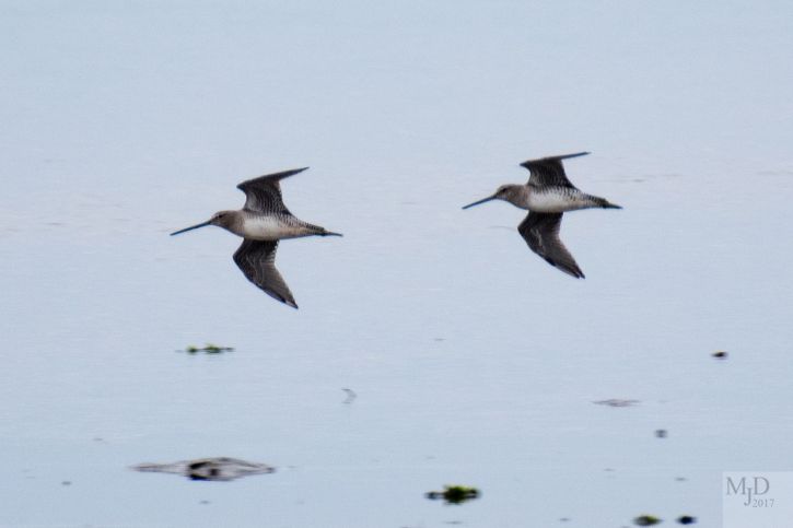 Dowitchers in flight over Joppa Flats © Mike Densmore