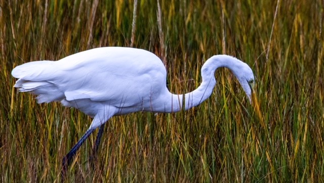 Great Egret in The Great Marsh © Patti Wood