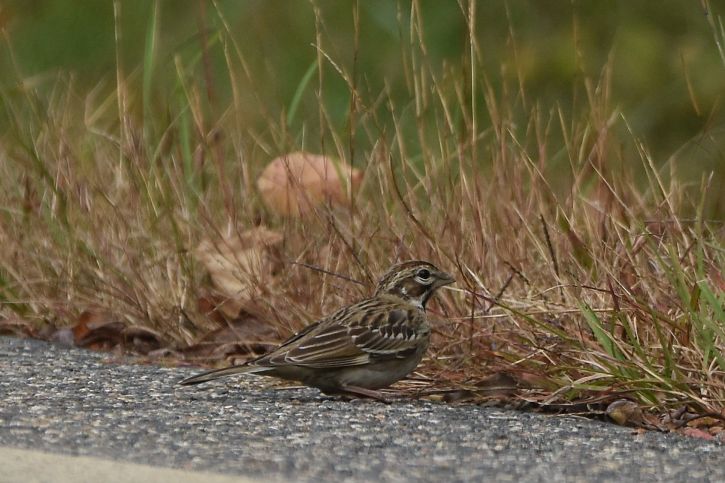 Lark Sparrow on refuge road © Susan Balser