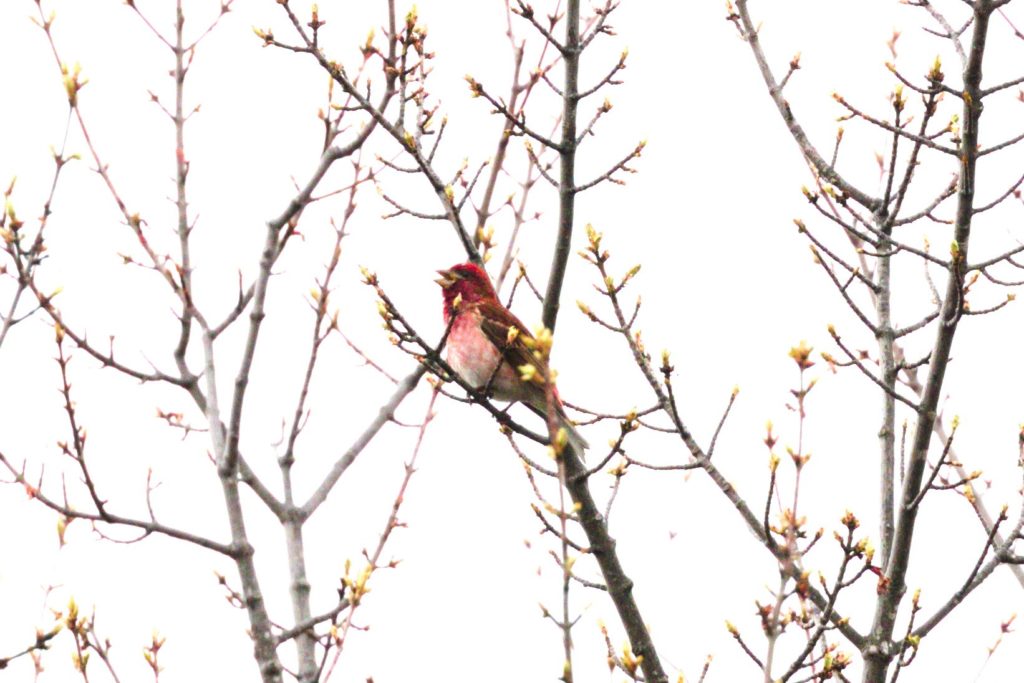 Purple Finch by John Linn