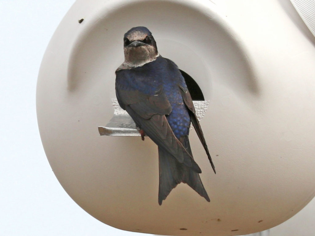 Purple Martin by John Linn