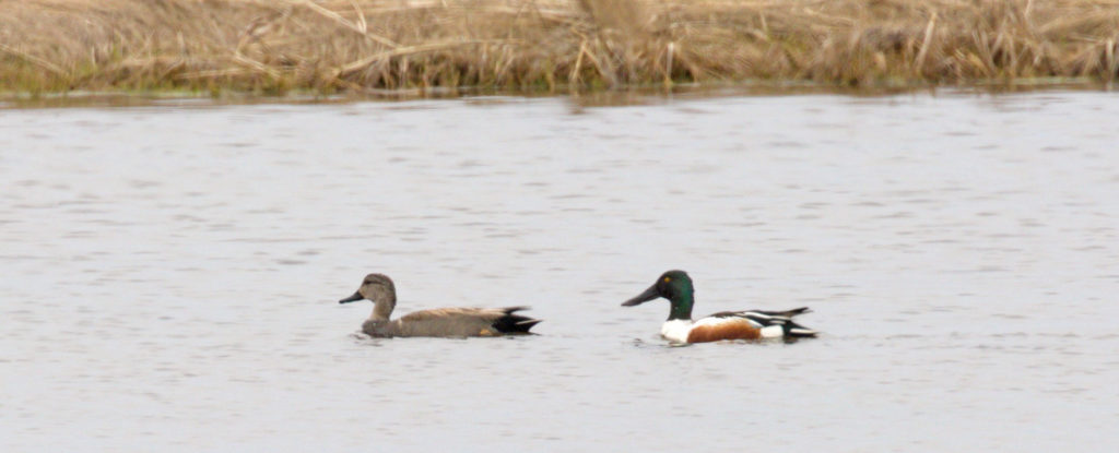 Northern Shoveler Trailing a Gadwall by John Linn