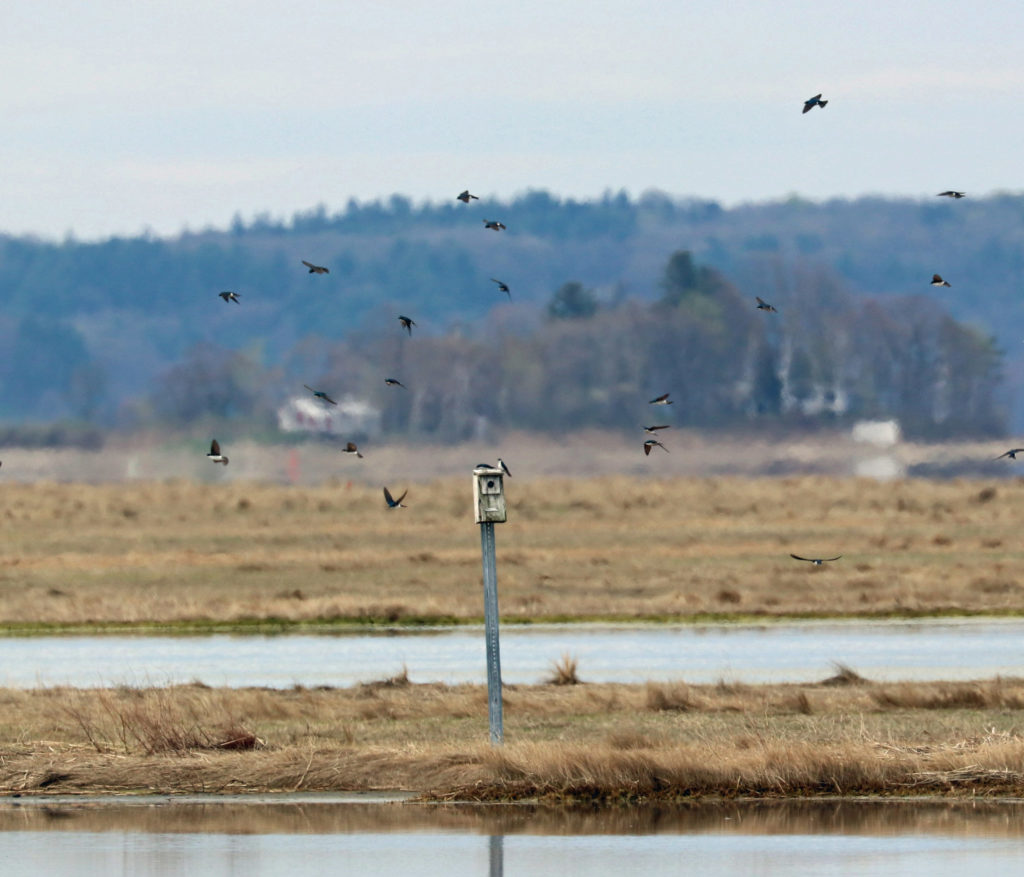 Tree Swallows by John Linn