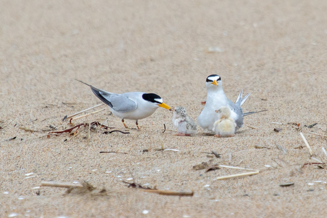 Least Terns -- Bob Minton