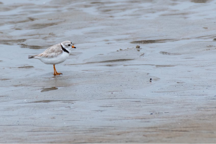 Piping Plover by Bob Minton