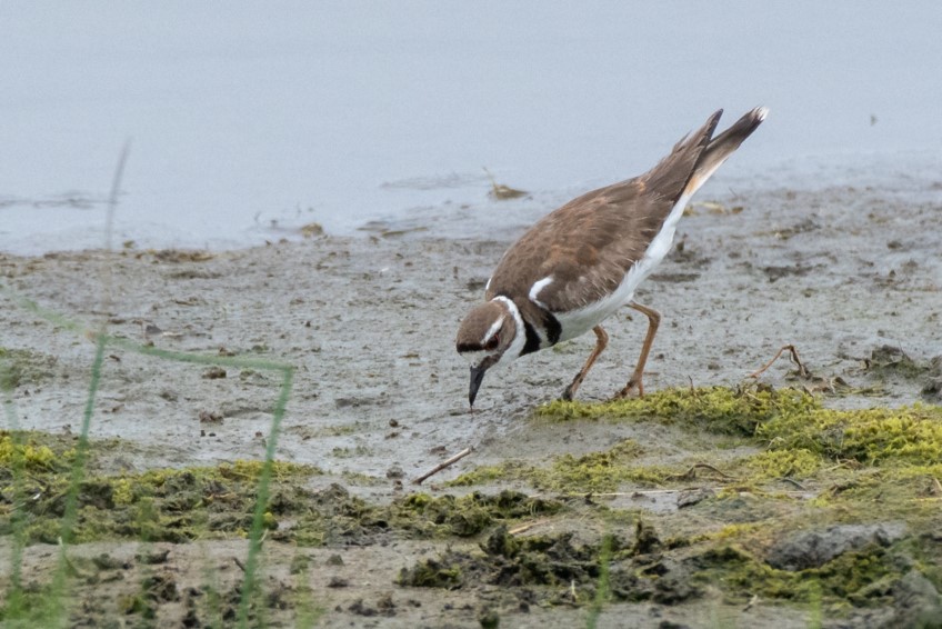 Killdeer by Bob Minton