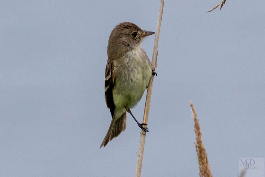 Willow Flycatcher -- Mike Densmore