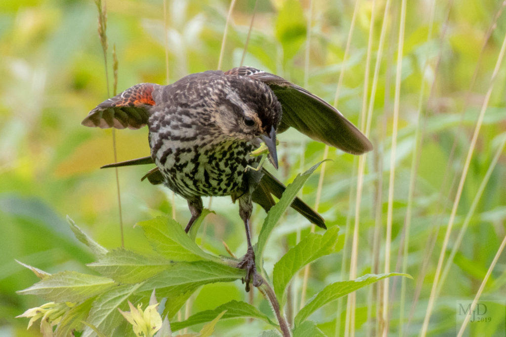 Red-winged Blackbird female -- Mike Densmore