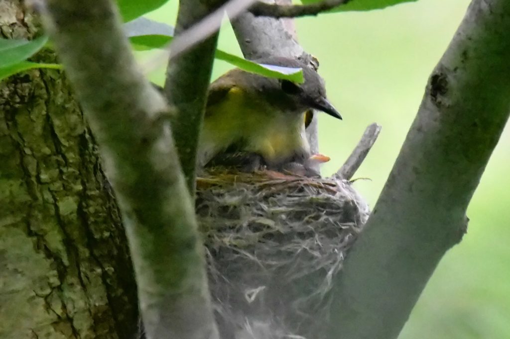 American Redstart female by Tom Schreffler